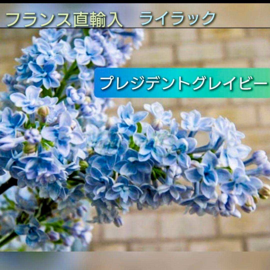 宿根草【フランス産直輸入】 ライラック プレゼントグレイビー【八重咲き空色花】♪
