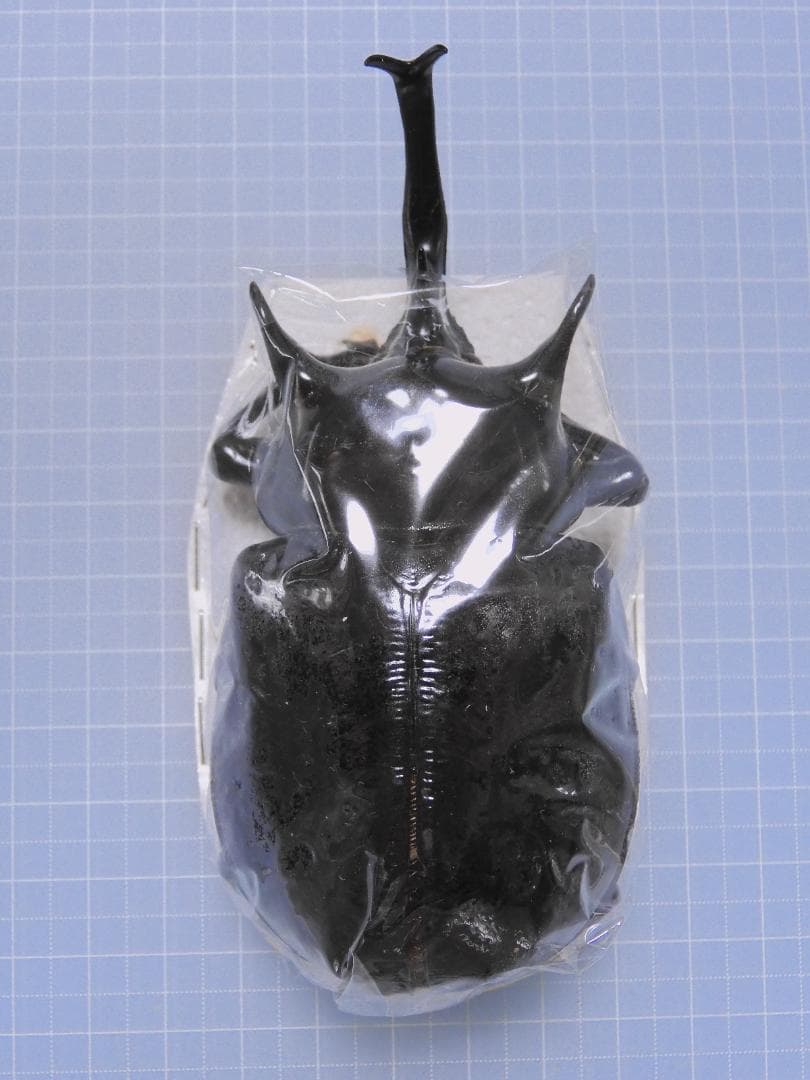 ペルー産　マルスゾウカブト　109mm