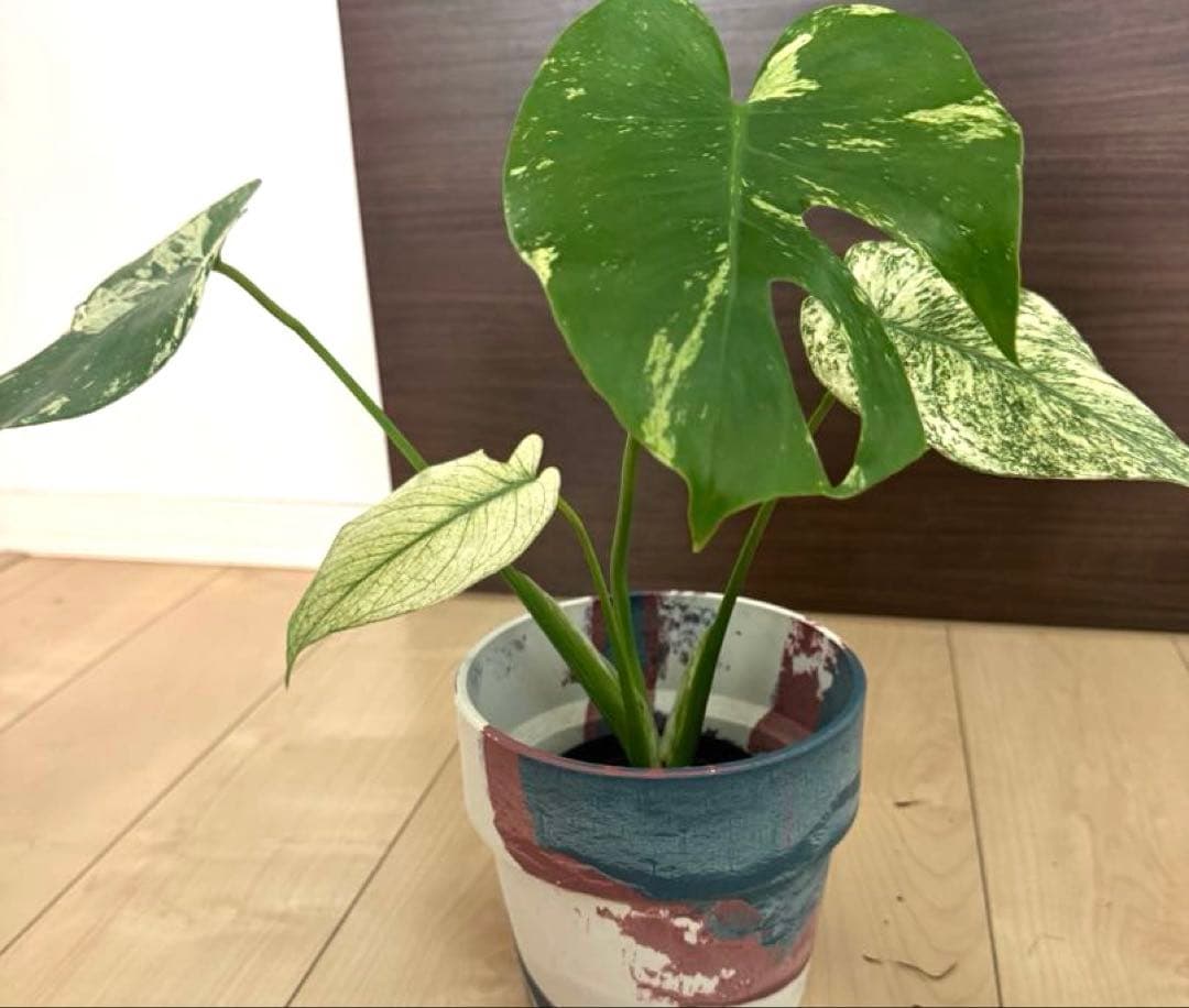 【超希少】モンステラ　デリシオーサ　シルバー　スター　斑入り　極斑入り