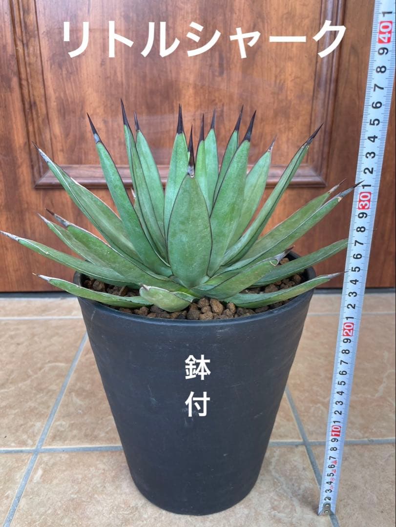 リトルシャーク　鉢付