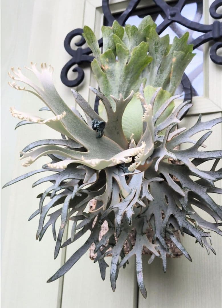 ビカクシダ★P.willinckii 'Jewel'★ジュエル★OC