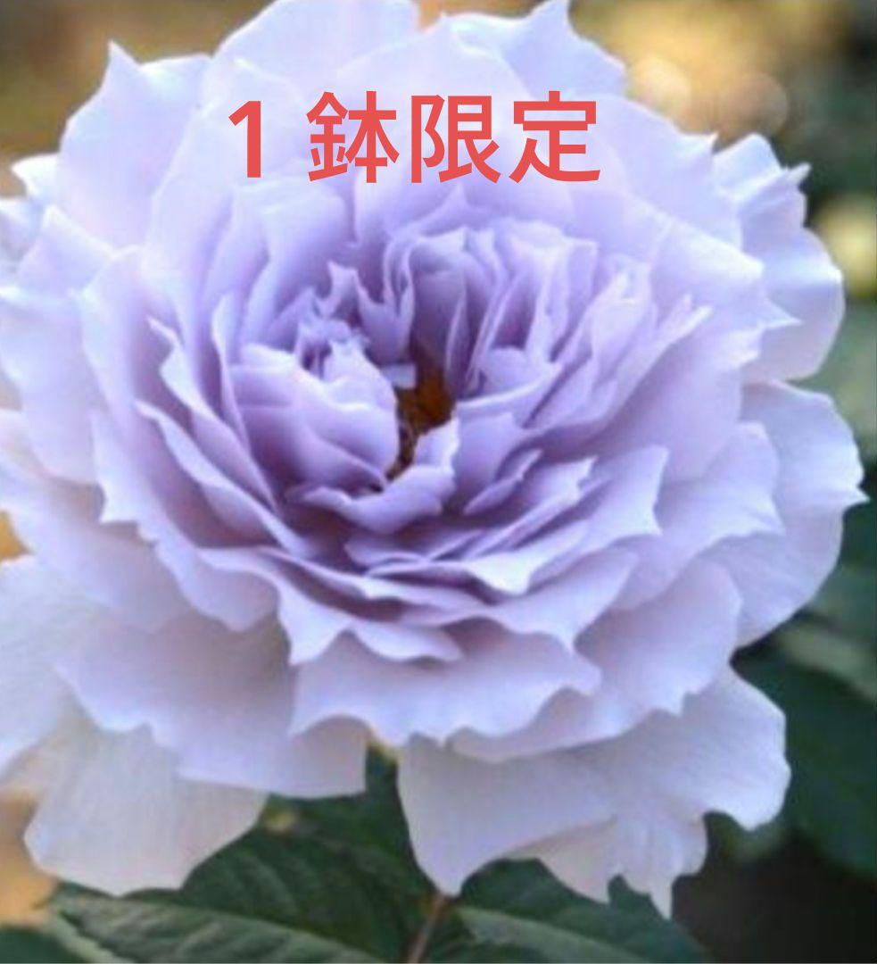 ✿流通無し　バラ　ウンディーネ　大苗✿