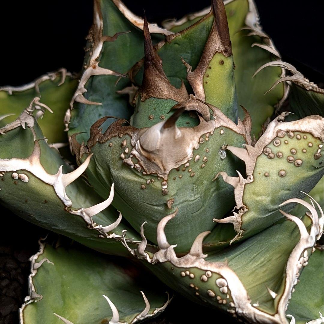 【こちらの血統はこの一株限定で1万円〜スタート】台湾産　ブツブツ株