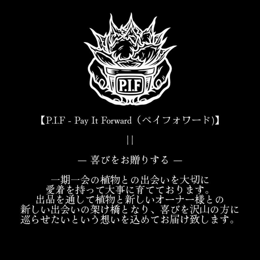 【こちらの血統はこの一株限定で1万円〜スタート】台湾産　ブツブツ株