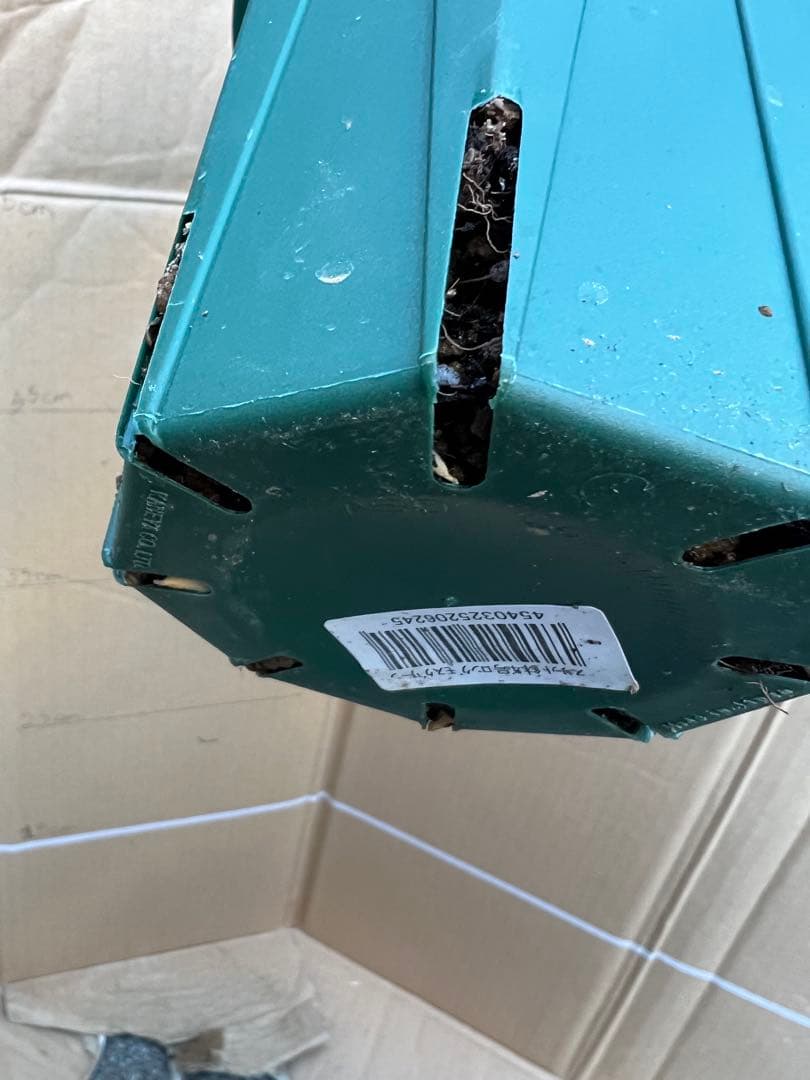 「古澤　蓮」切り花品種バラ苗　レア　4点