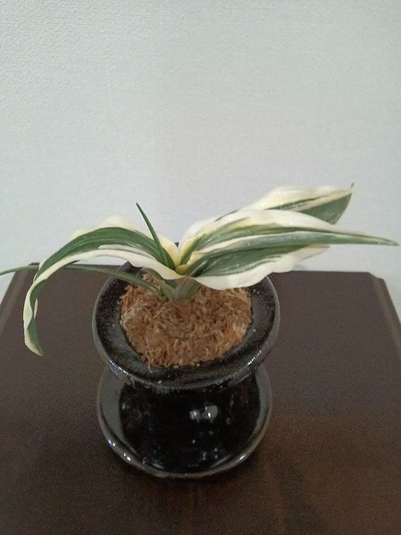 万年青「華宝」