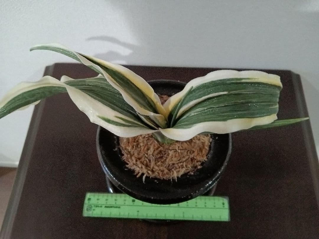 万年青「華宝」