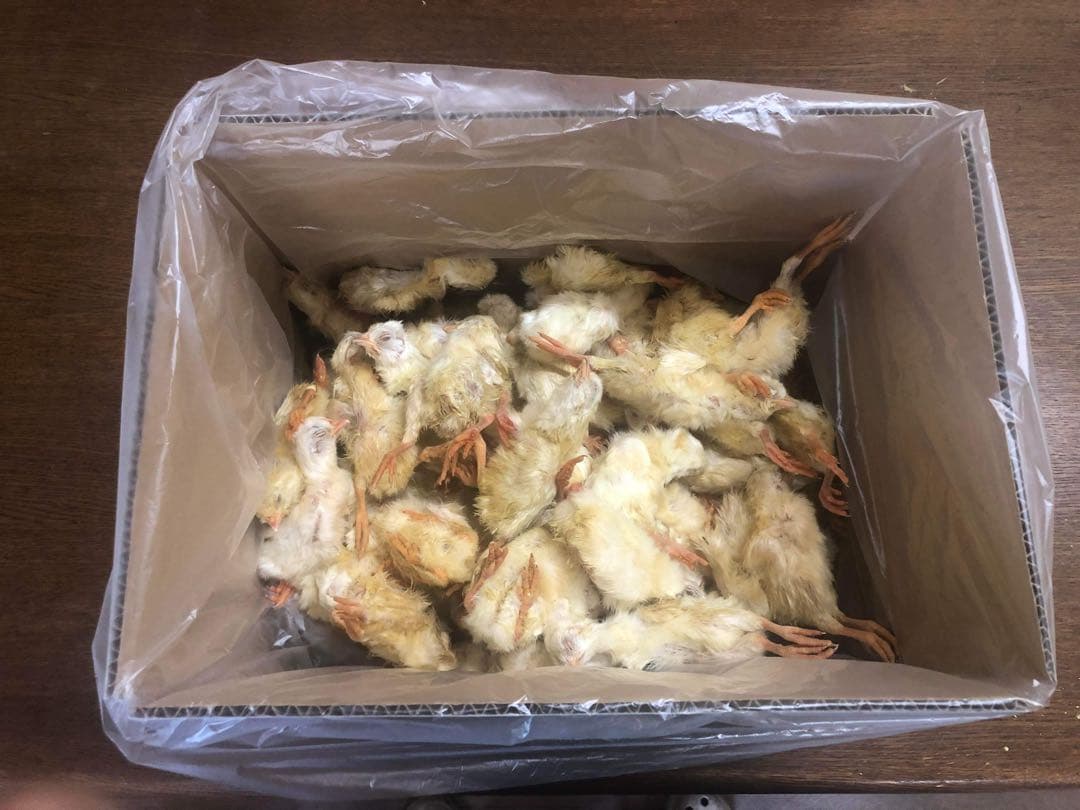 業界最安値‼️冷凍ヒヨコ400羽