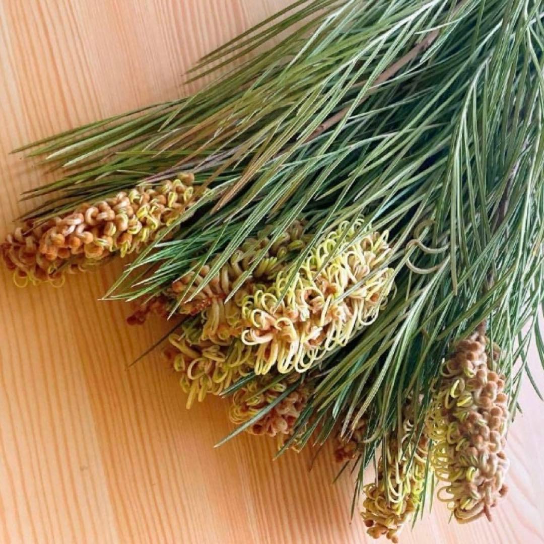 ❇️グレビレア スパイダーマン❣️稀少