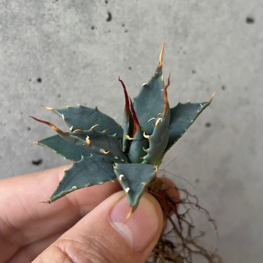 アガベ　ユタエンシス　エボリスピナ　小苗　実生14株セット