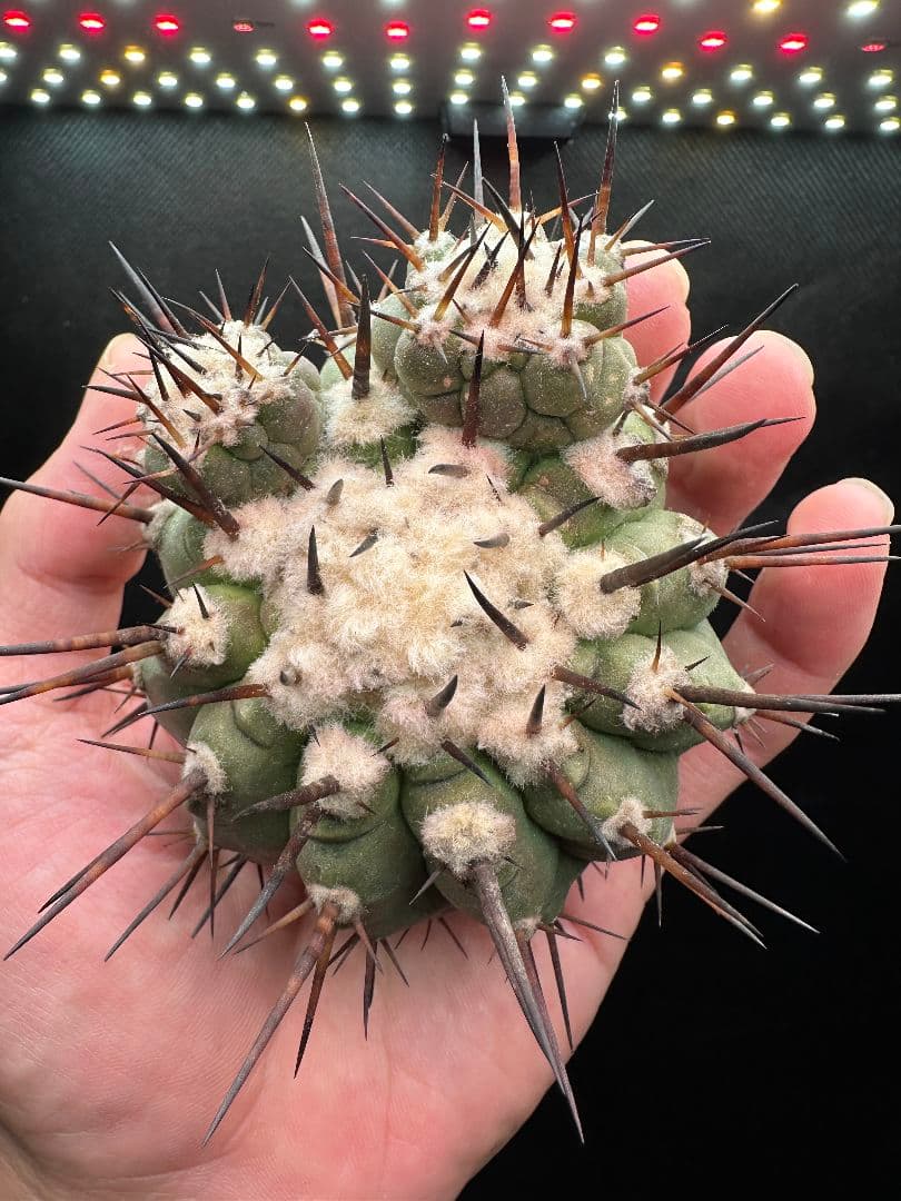 【サボテン_コクオウマル】黒王丸 超特大 3頭