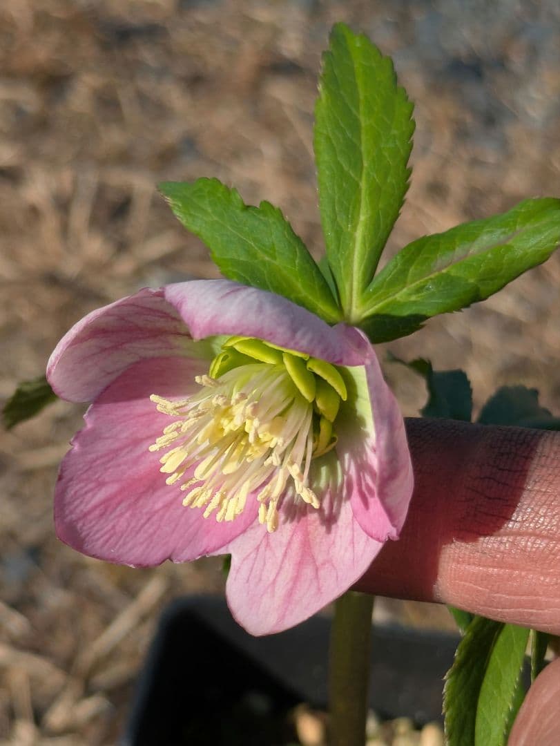 極美 WS★原種交配ヴィリディスhybrid★パステリッシュ・ポーセリン系