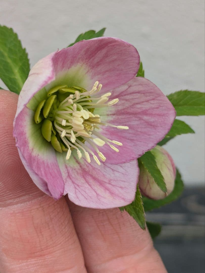 極美 WS★原種交配ヴィリディスhybrid★パステリッシュ・ポーセリン系