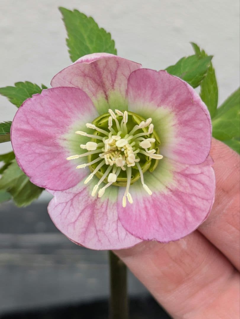 極美 WS★原種交配ヴィリディスhybrid★パステリッシュ・ポーセリン系