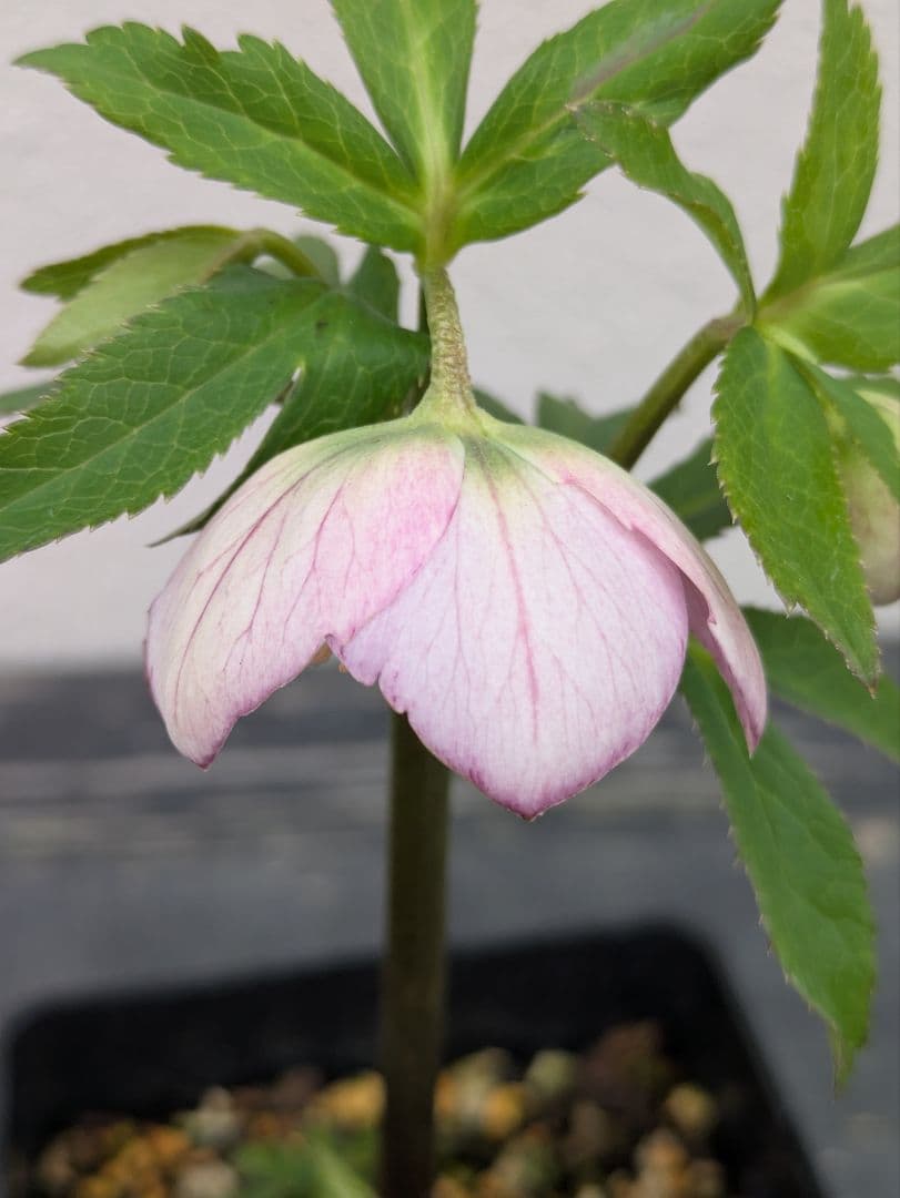 極美 WS★原種交配ヴィリディスhybrid★パステリッシュ・ポーセリン系