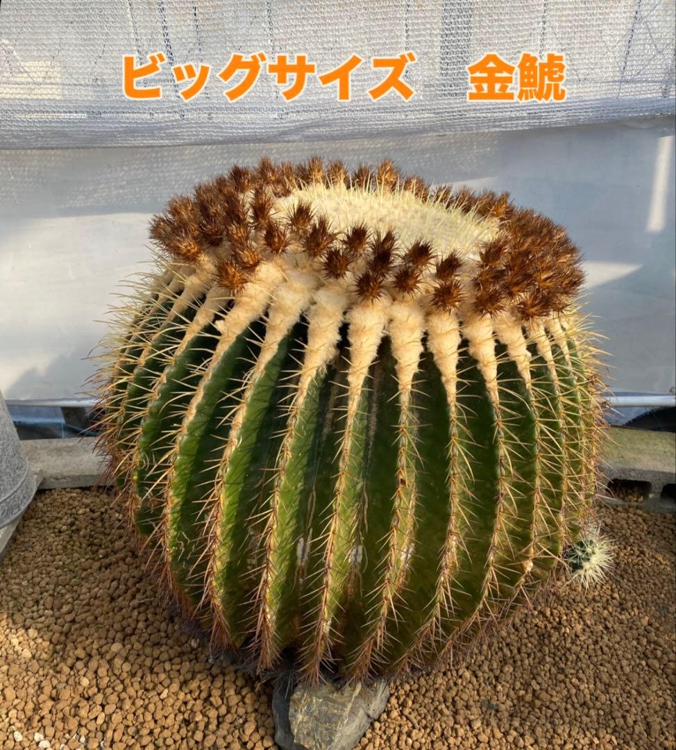 巨大　サボテン　金鯱　キンシャチ　年代物
