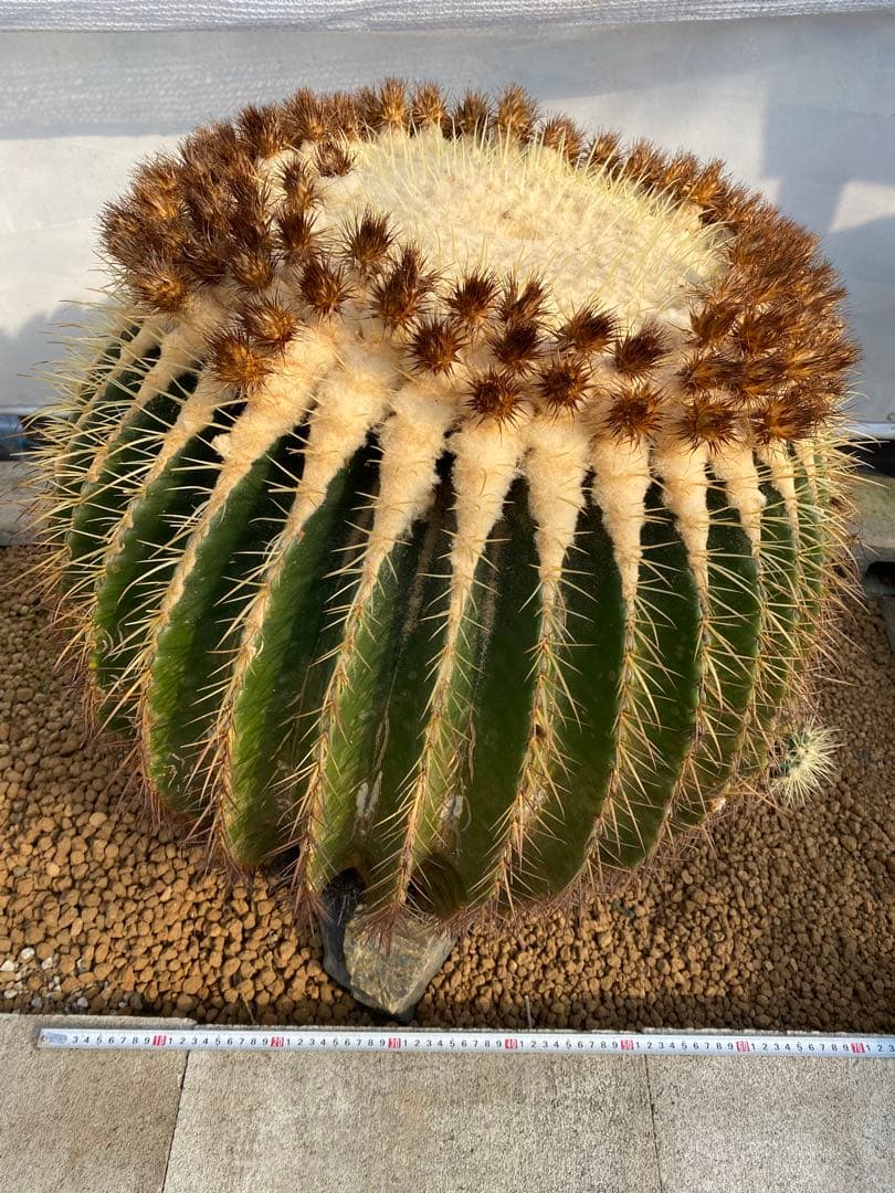 巨大　サボテン　金鯱　キンシャチ　年代物