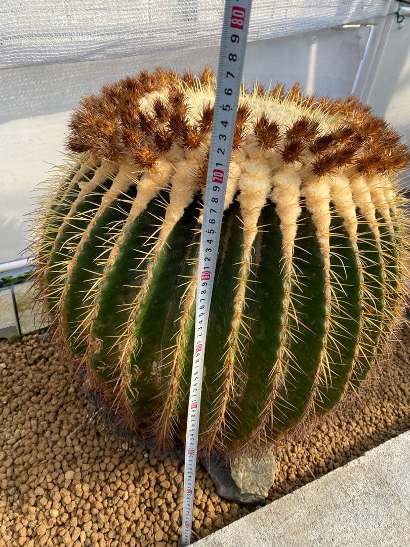 巨大　サボテン　金鯱　キンシャチ　年代物