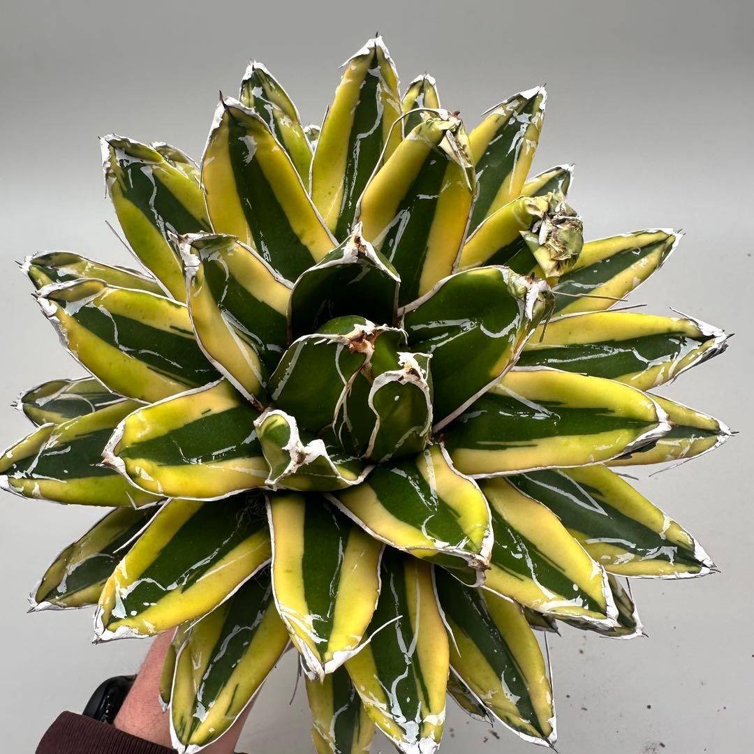 多肉植物・アガベ　笹の雪の黄覆輪/輝山/美しい斑入り