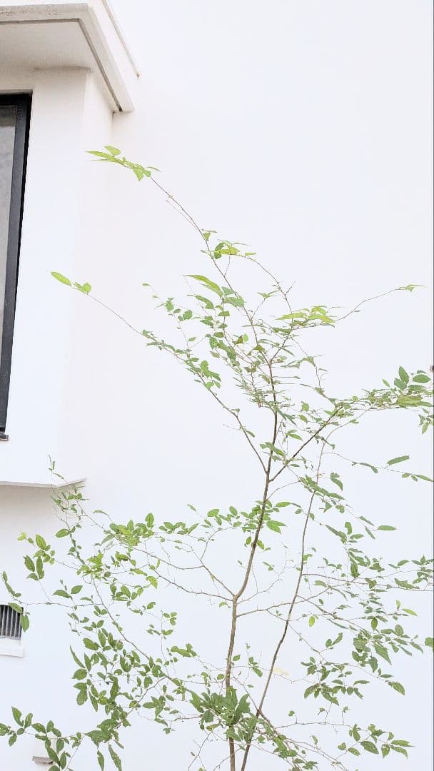 山採りウメモドキ。