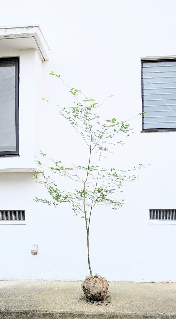 山採りウメモドキ。