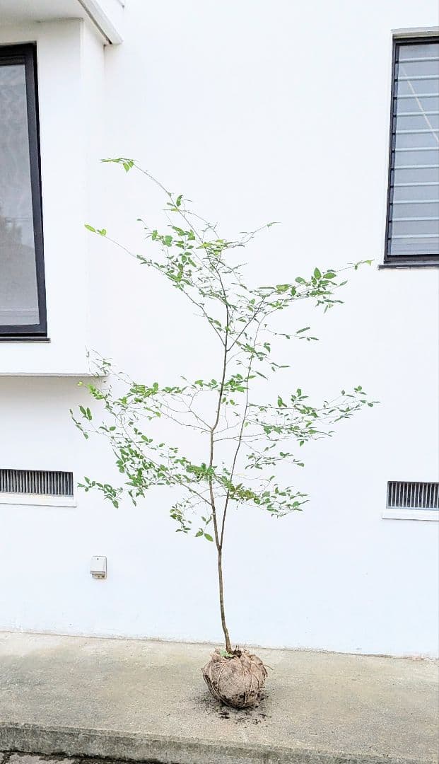 山採りウメモドキ。