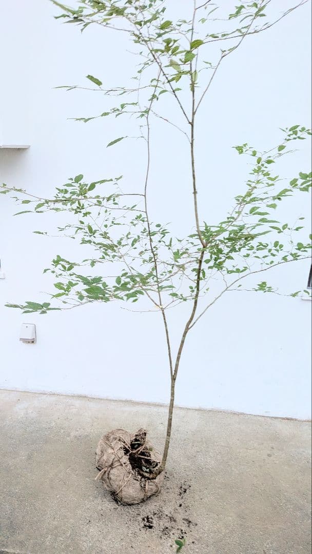 山採りウメモドキ。