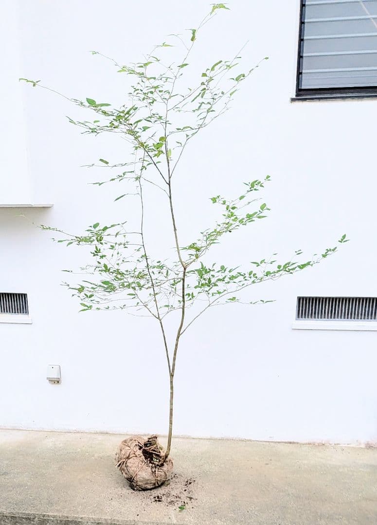 山採りウメモドキ。