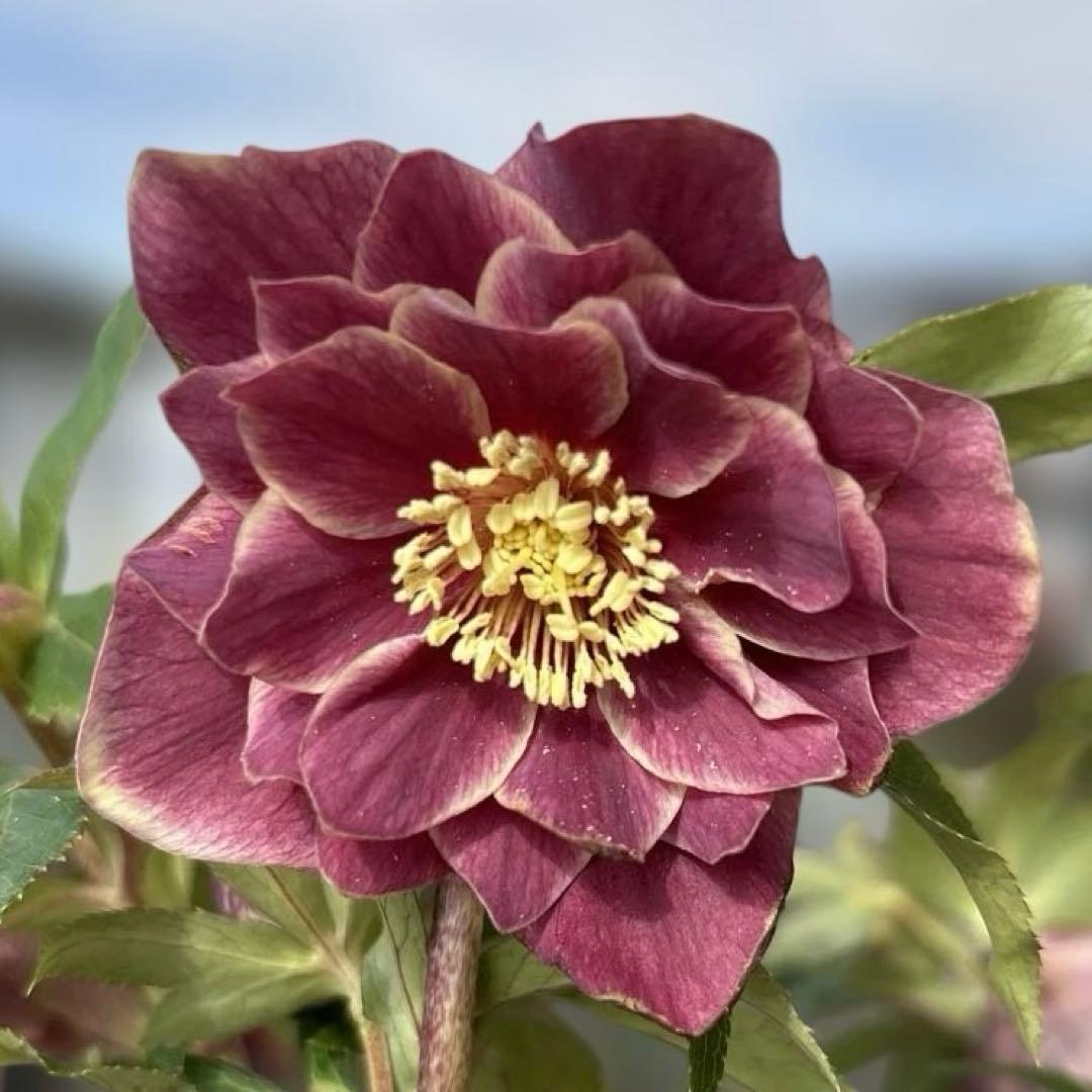 赤軸　縁抜け　フリル　広瀬園芸　クリスマスローズ　開花株　匿名発送　現品