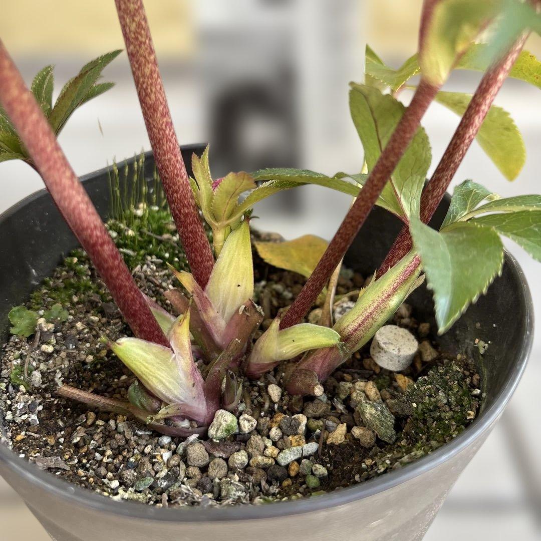 赤軸　縁抜け　フリル　広瀬園芸　クリスマスローズ　開花株　匿名発送　現品