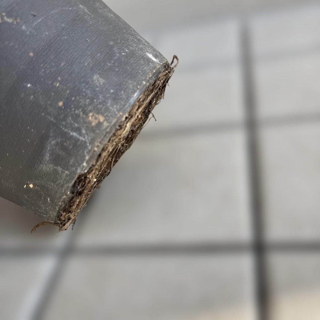 赤軸　縁抜け　フリル　広瀬園芸　クリスマスローズ　開花株　匿名発送　現品