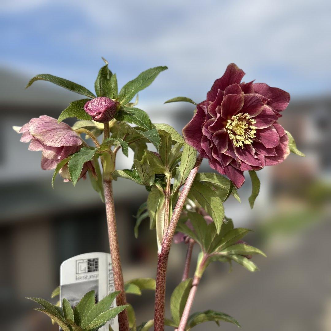 赤軸　縁抜け　フリル　広瀬園芸　クリスマスローズ　開花株　匿名発送　現品