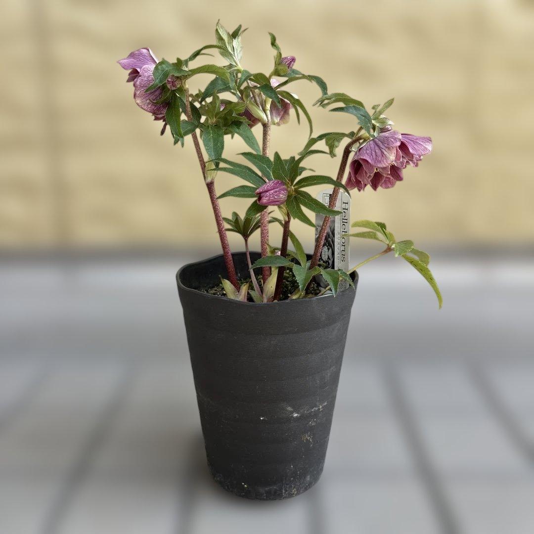 赤軸　縁抜け　フリル　広瀬園芸　クリスマスローズ　開花株　匿名発送　現品