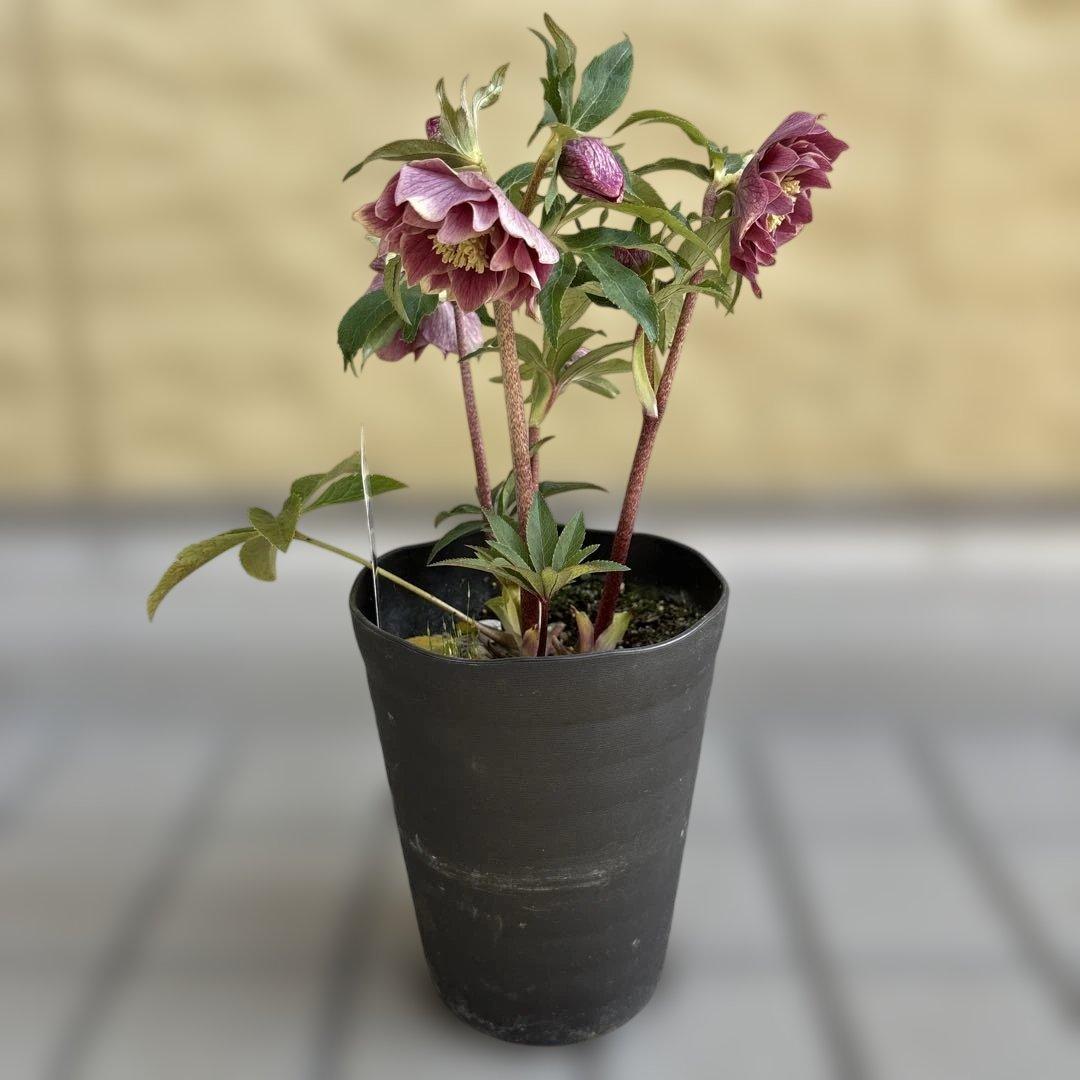 赤軸　縁抜け　フリル　広瀬園芸　クリスマスローズ　開花株　匿名発送　現品