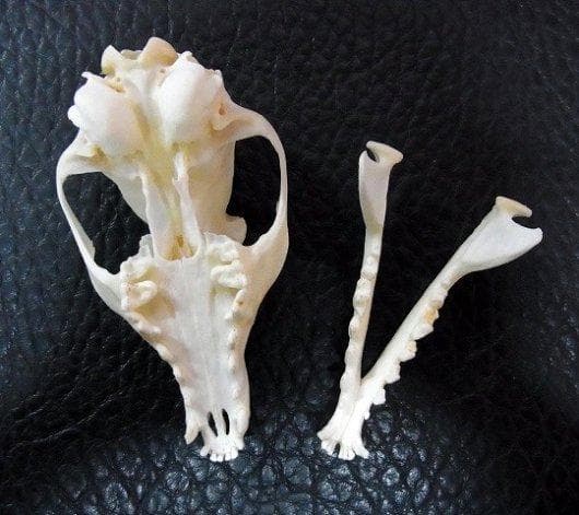 アフリカ便　美！ケープフォックス（ケープギツネ）の頭骨　※データ付属します