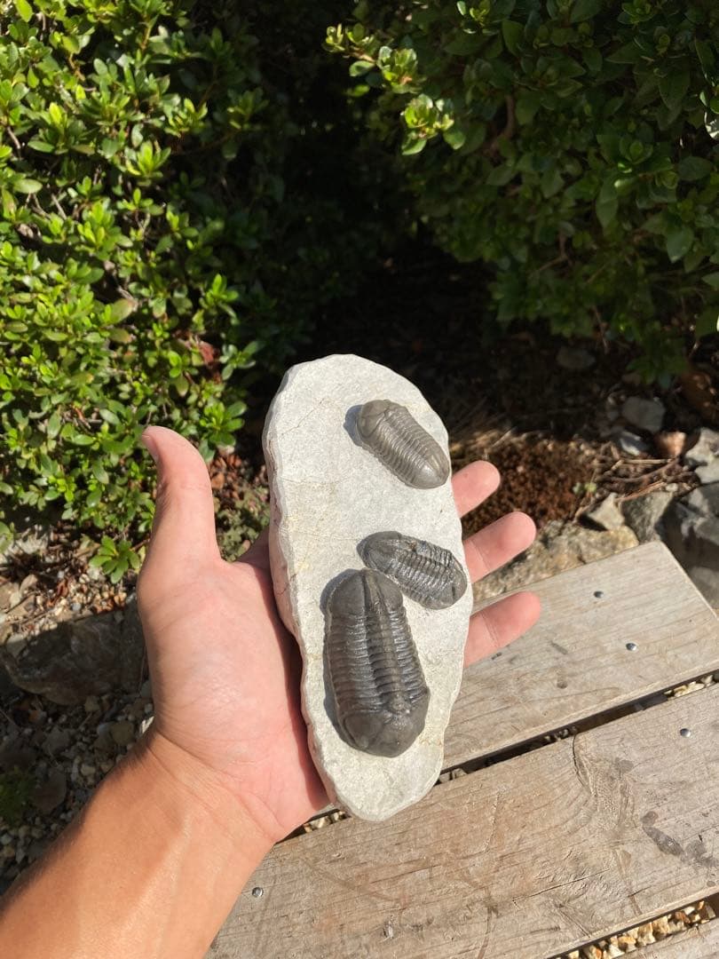 美品！モロッコjorf 半透明を含むStruveaspisの群生　希少　化石