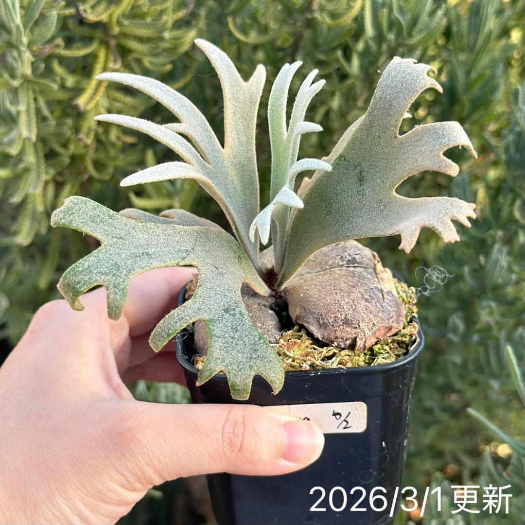 Yellow moon dwarf ’totoro’ sporeling 510