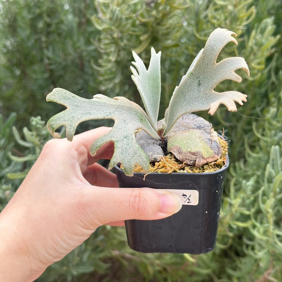 Yellow moon dwarf ’totoro’ sporeling 510