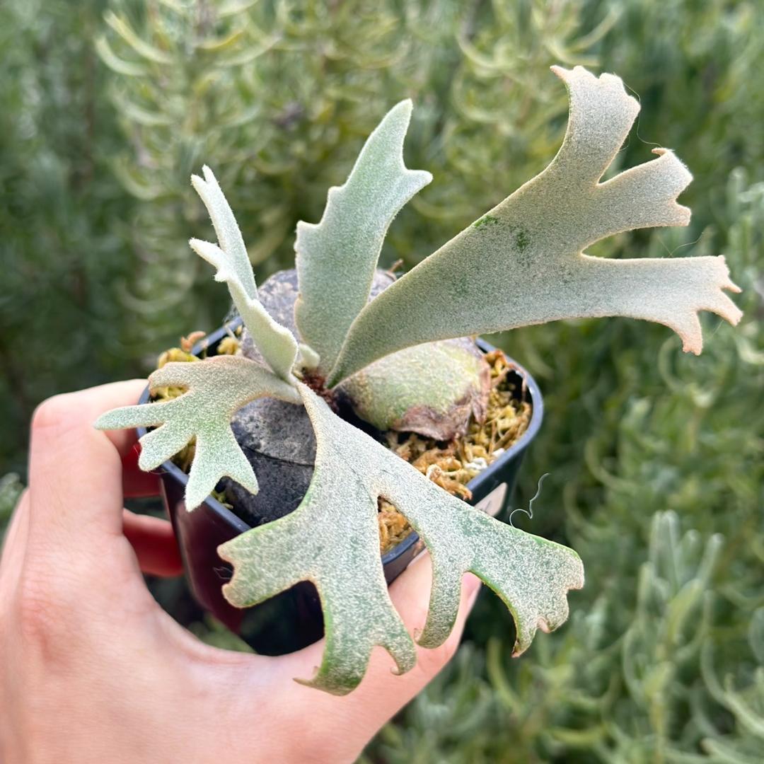 Yellow moon dwarf ’totoro’ sporeling 510