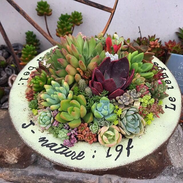 ★多肉植物　寄せ植え〜ブリキ　ハット寄せ〜★