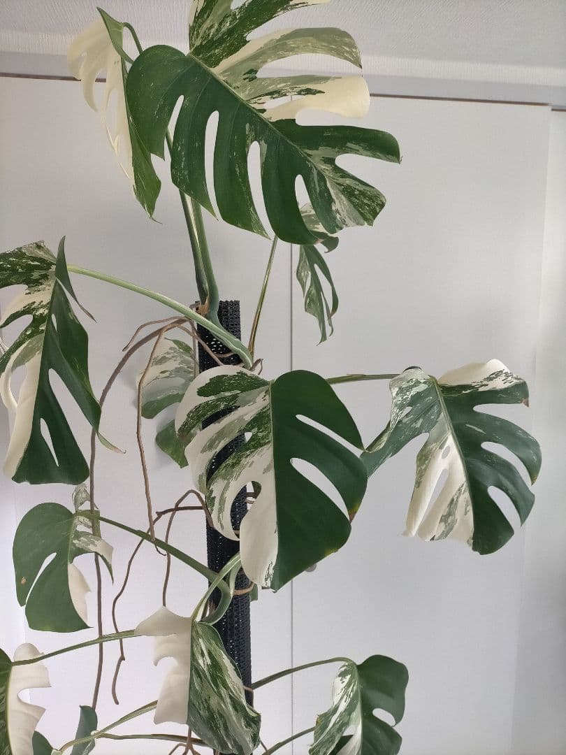 斑入りモンステラ 大きいサイズ16枚の葉