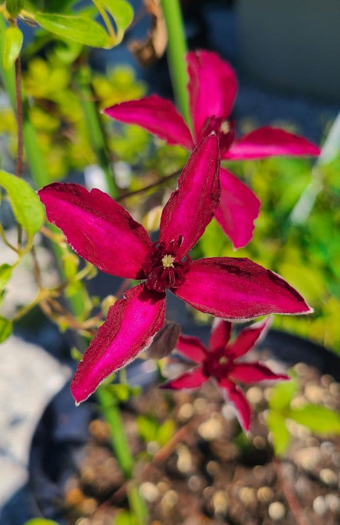 クレマチス　ルーテル　挿し穂 2本