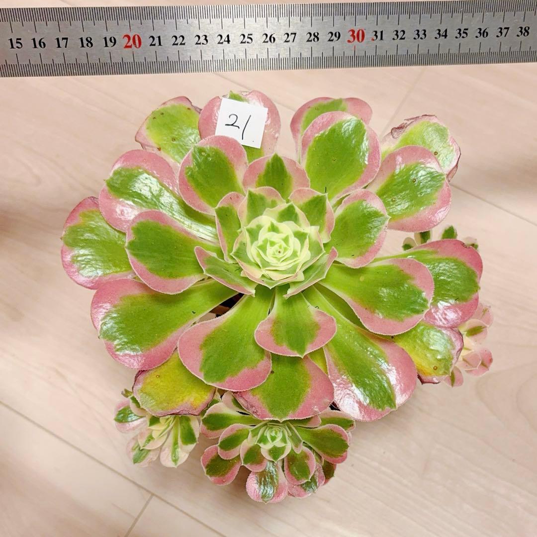 21#多肉植物アエオニウム錦❤️リバーストーン❤️ 1大頭10小頭20cm 拔き