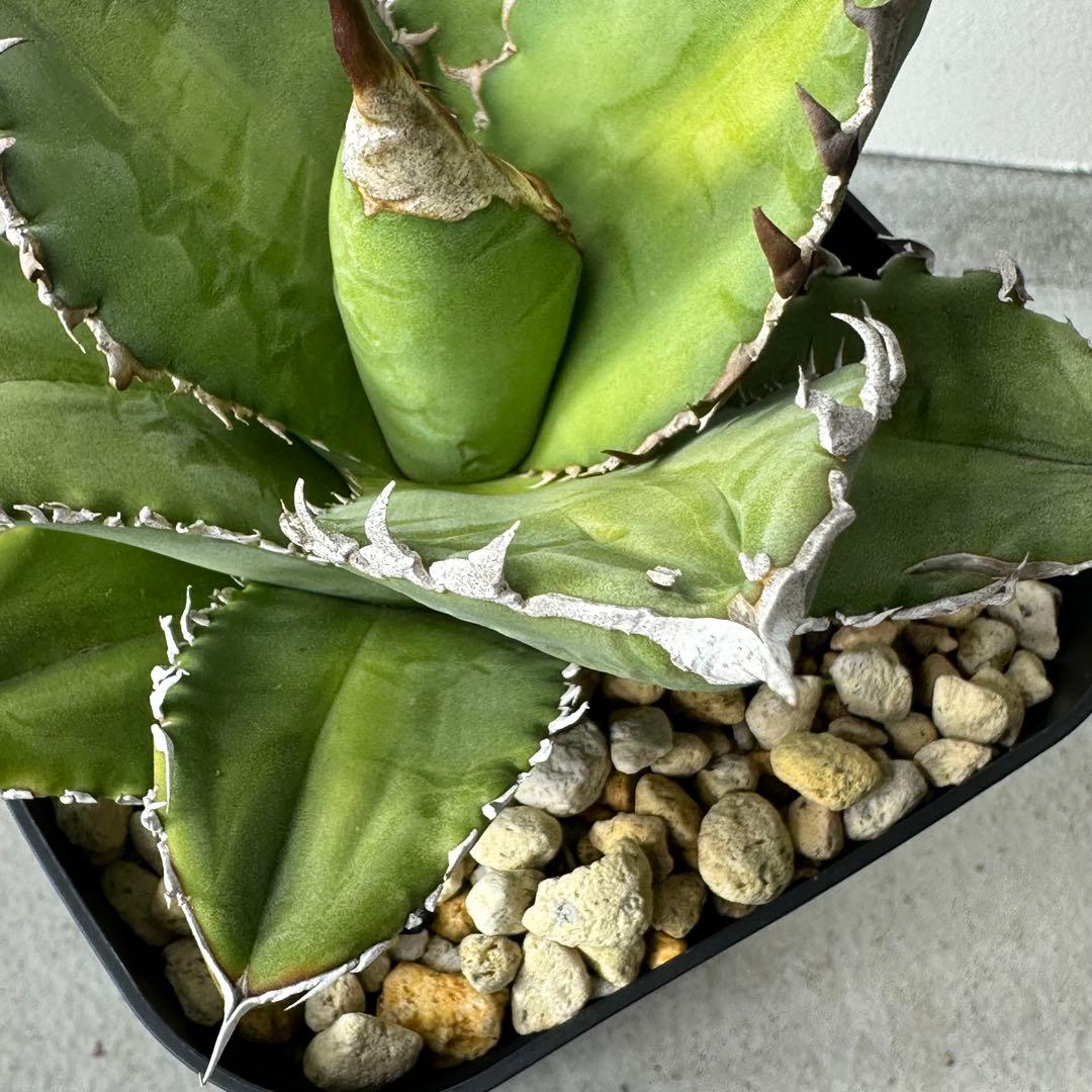 オアハカ オテロイ セット ※バラ売りは①〜④からお選びください