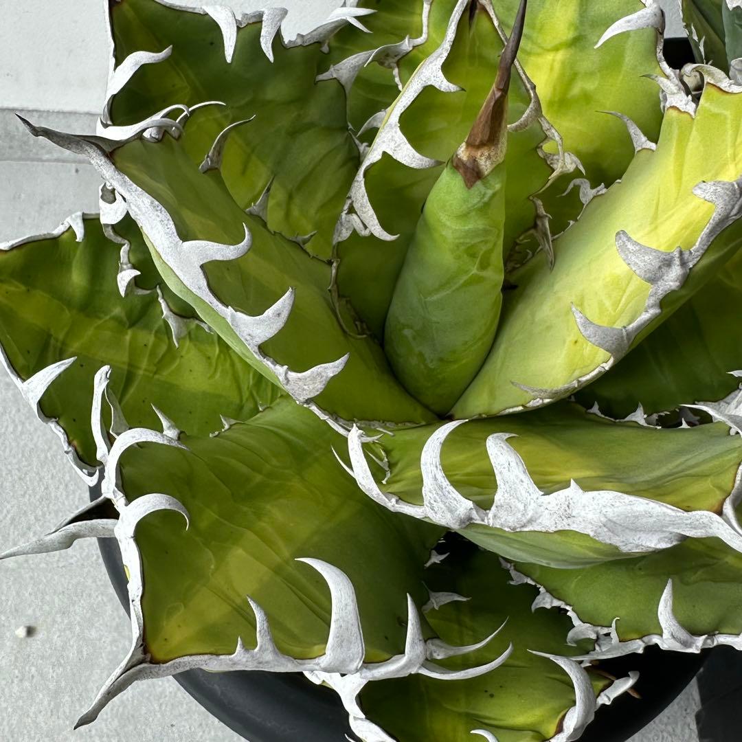 オアハカ オテロイ セット ※バラ売りは①〜④からお選びください