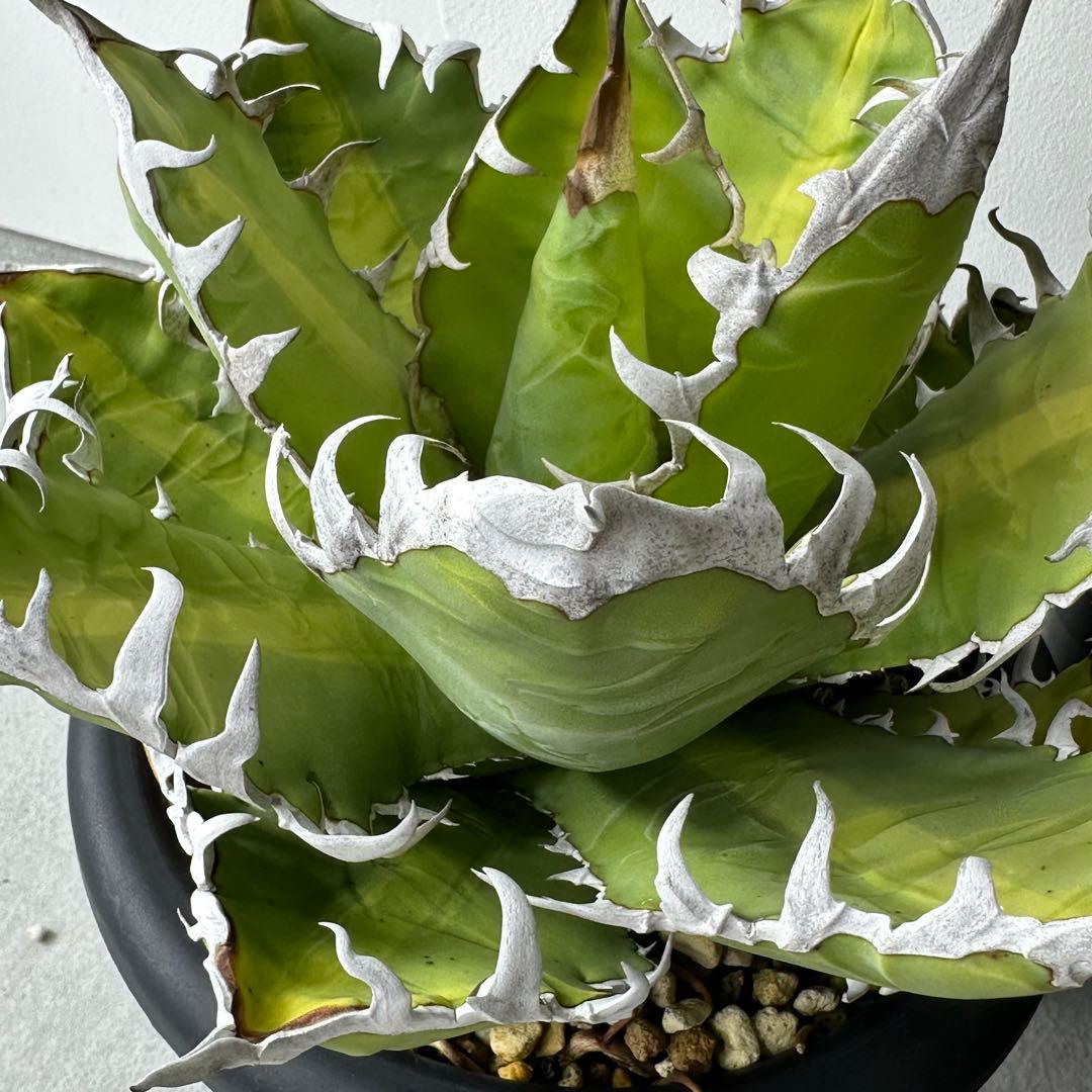 オアハカ オテロイ セット ※バラ売りは①〜④からお選びください