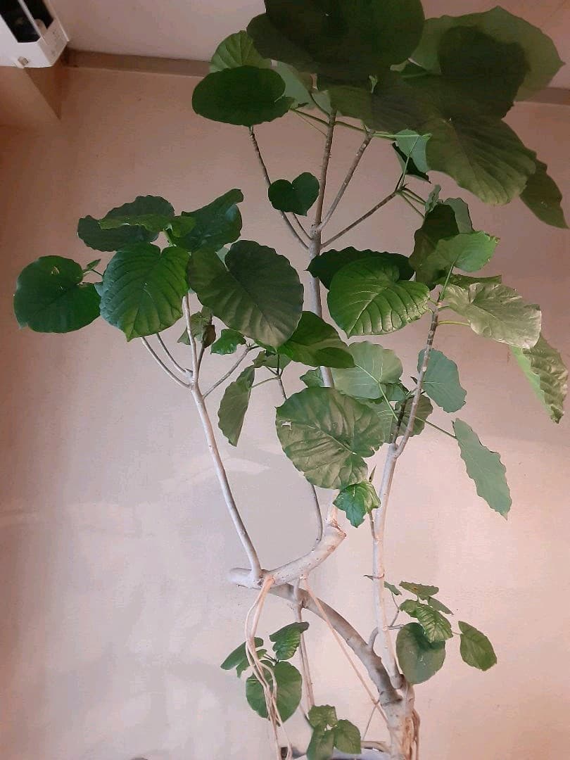 ウンベラータ 2.2m