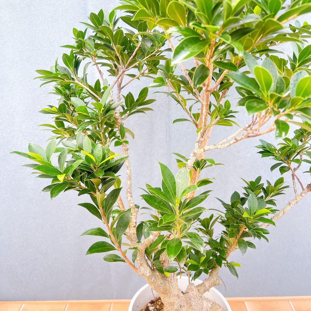 現品　フィカス　ゴムの木　ベリーリーフ　曲がり　特大　希少　観葉植物
