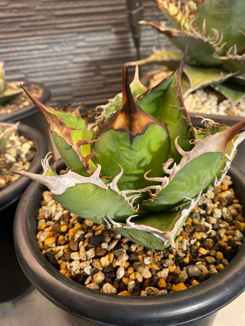 アガベ　オテロイ　実生