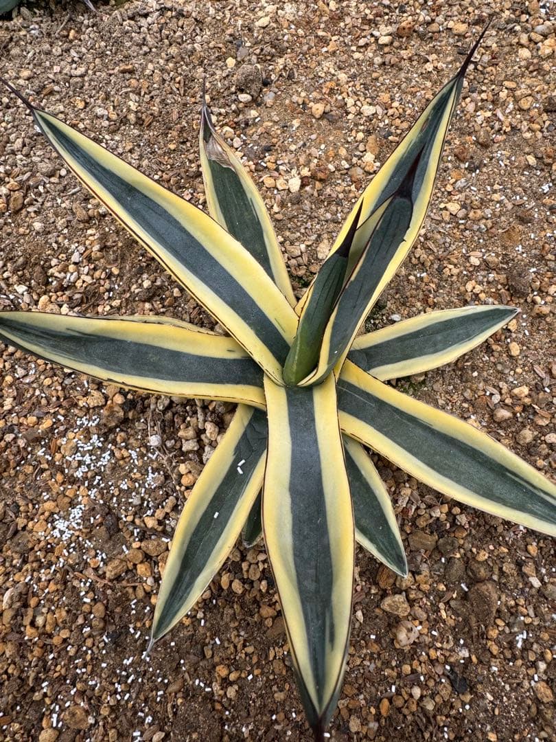 フラワー・ガーデニング Agave Sharkskin Great White Shark 65